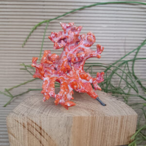 Eryngium gran naranja