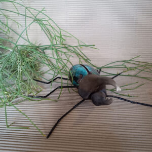 Escarabajo Dynastes Hércules