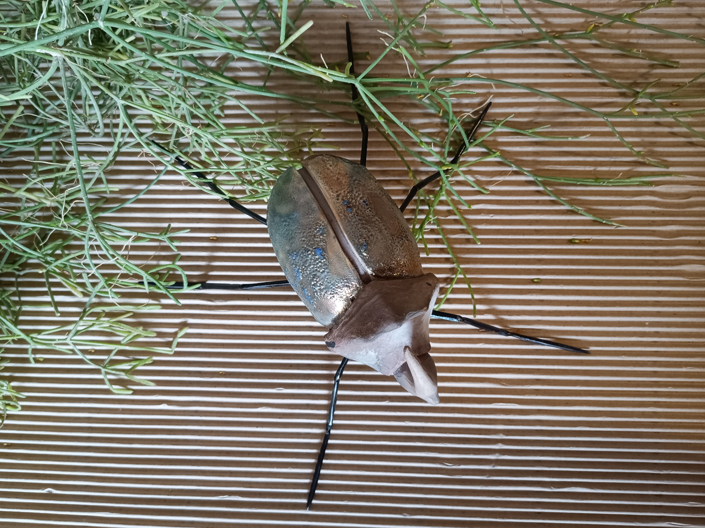 Escarabajo Oryctes Nasicornis - Imagen 4