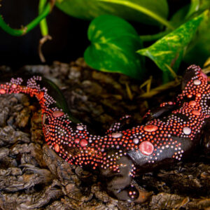 Gecko MAGENTA